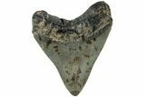Serrated, Fossil Megalodon Tooth - North Carolina #221909-1
